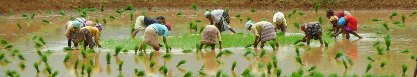 Albany Andhra Association